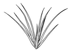 Campylopus clavatus, detail of propagulum. Drawn from A.J. Fife 6327, CHR 103424.
 Image: R.C. Wagstaff © Landcare Research 2018 